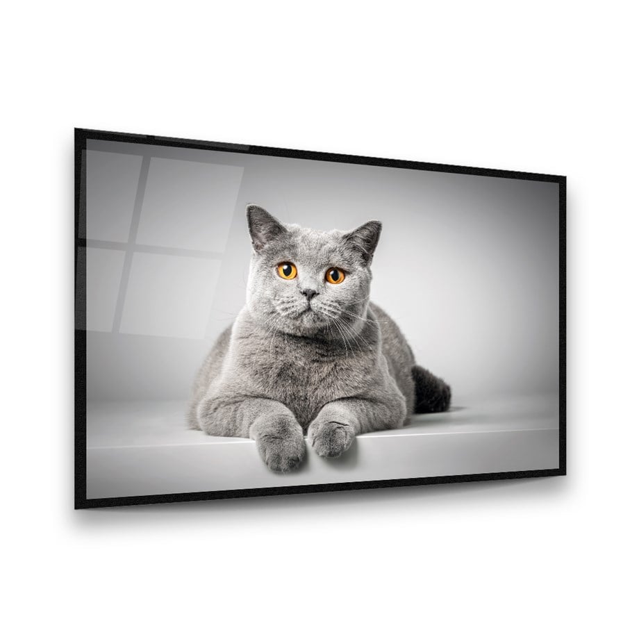 Sevimli Kedi Yatay Cam Tablo-Glass Art Concept