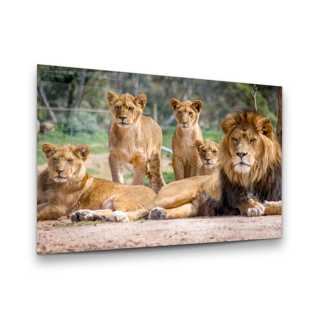 Aslan Ailesi Yatay Cam Tablo-Glass Art Concept