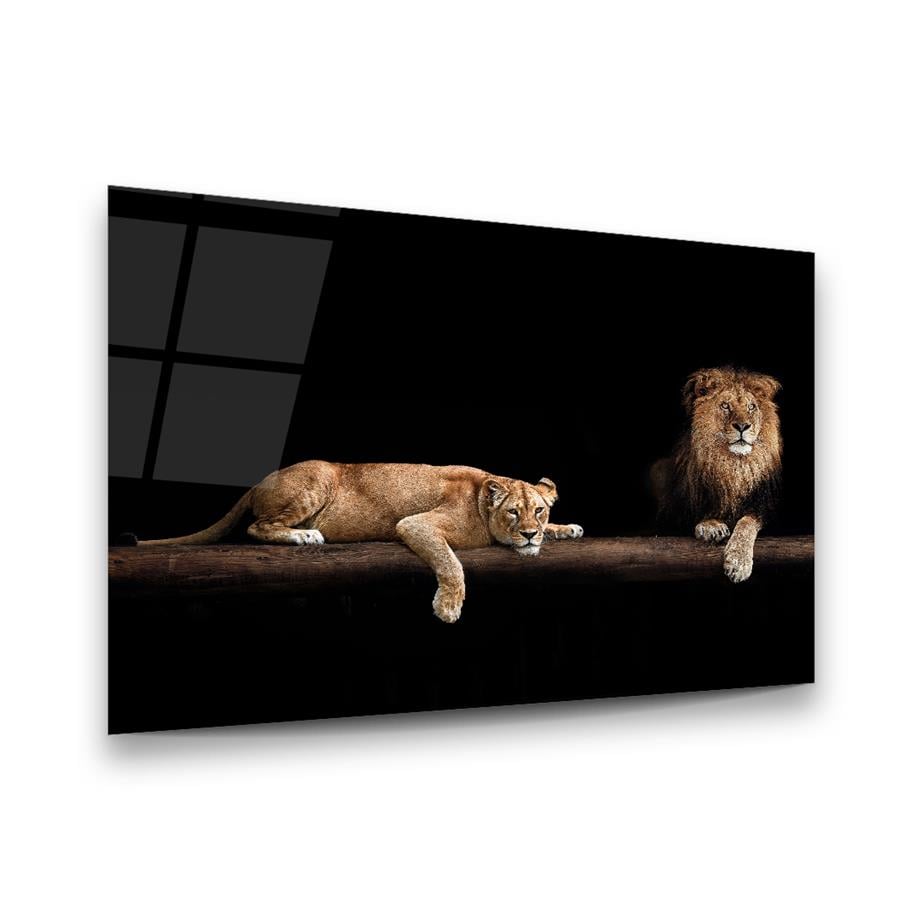 Dişi ve Erkek Aslan Yatay Cam Tablo-Glass Art Concept