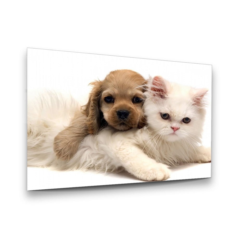 Kedi ve Köpek Yatay Cam Tablo