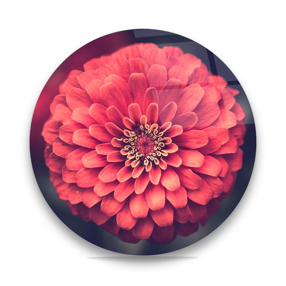 Pembe Dahlia Çiçeği Yuvarlak Cam Tablo-Glass Art Concept