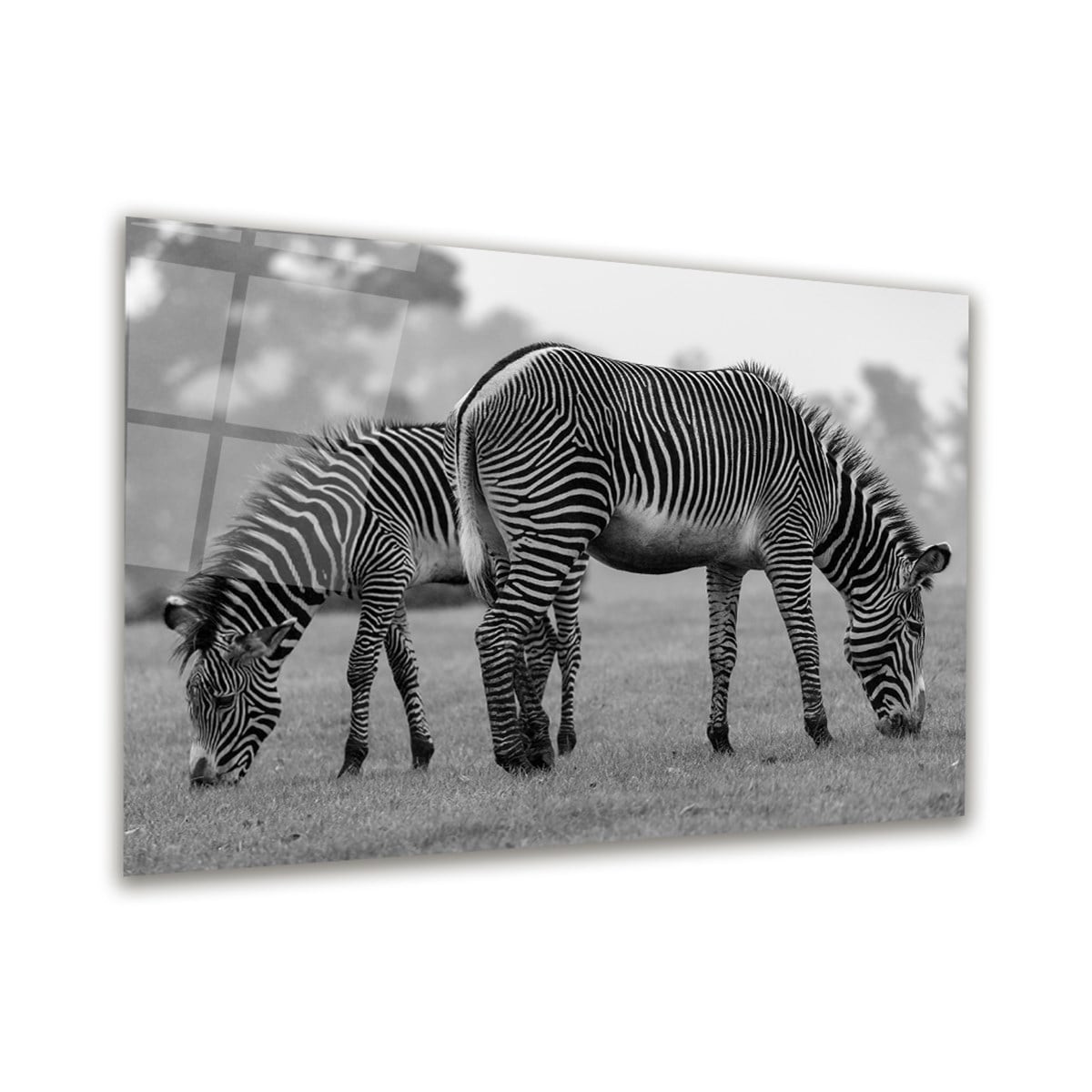 Zebra Yatay Cam Tablo