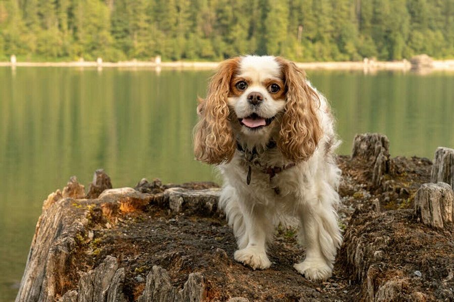 Cavalier King Charles