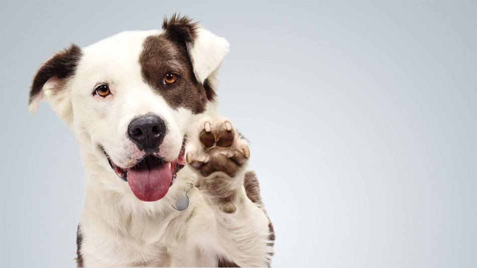 köpek sahiplenmek