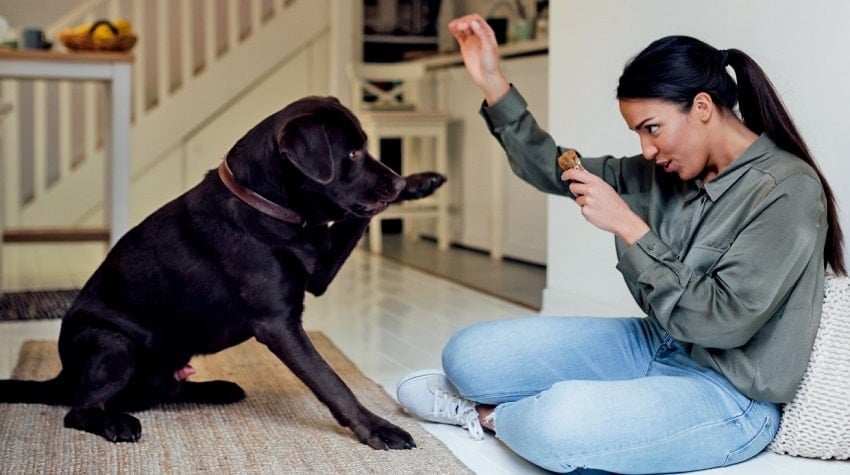 Köpek Eğitimi