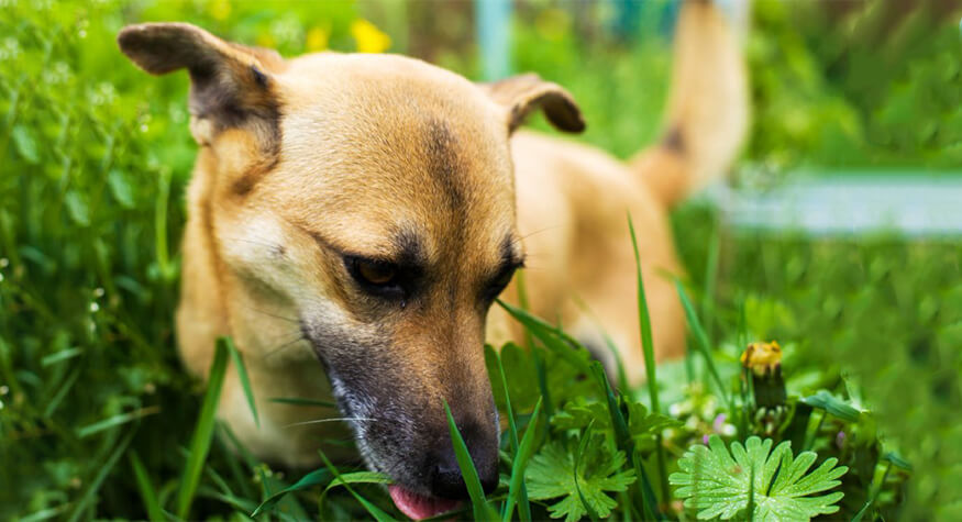 Kedi ve Köpekler Neden Ot Yerler ?