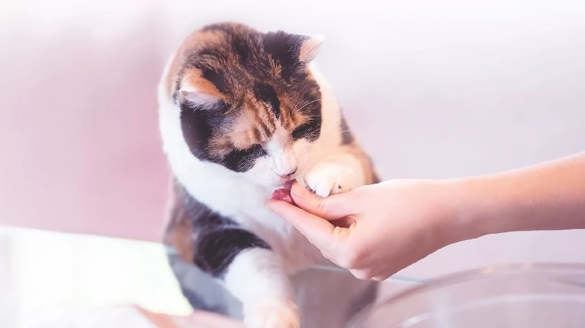 Kediler ve köpekler hakkında
