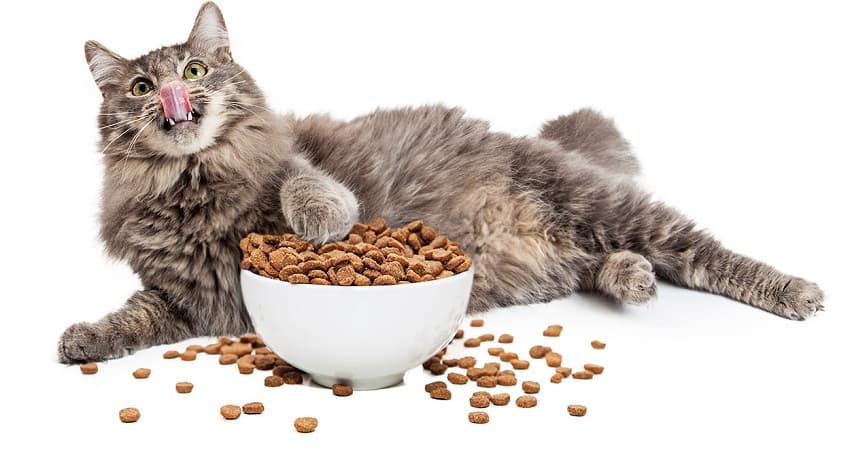 kedi maması