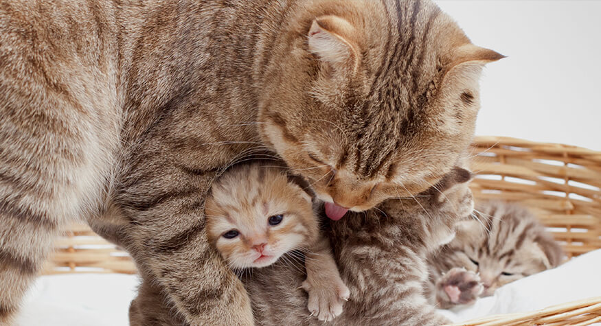 Kedilerde Hamilelik Ve Doğum