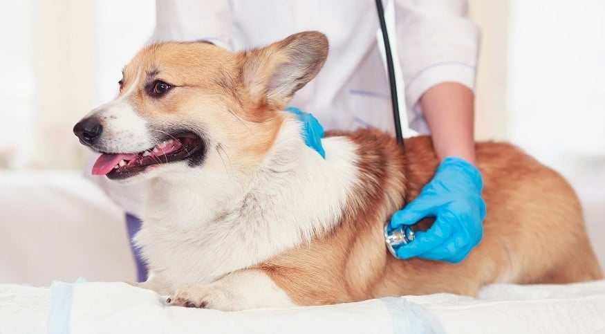 Köpek hakkında