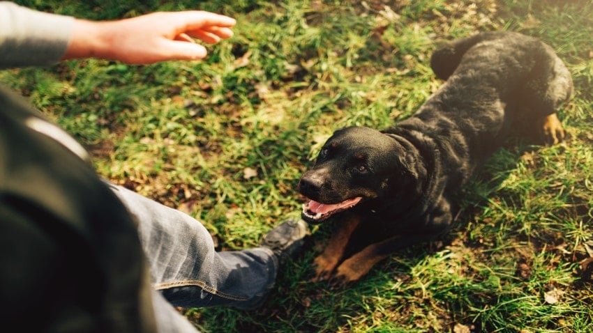 köpek havlaması