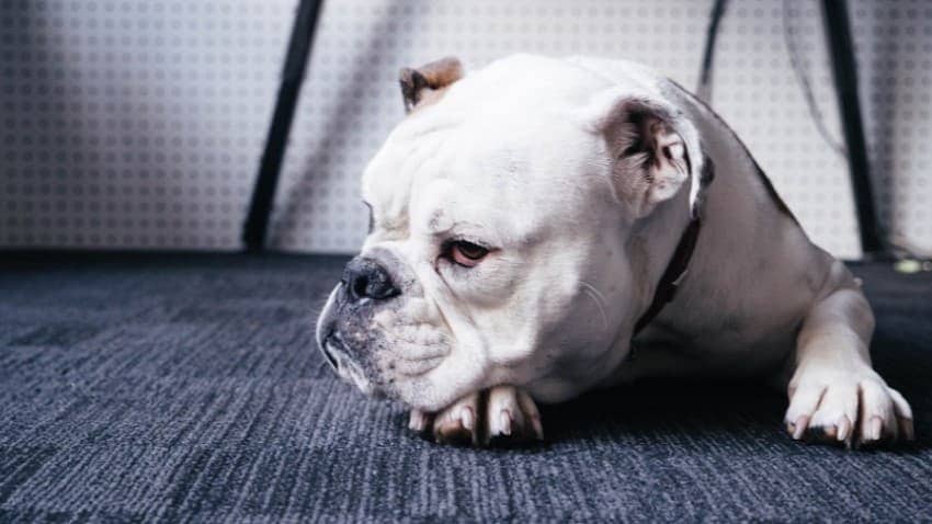 köpek hastalıkları