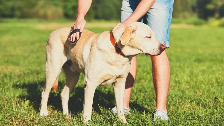 köpek tüy bakımı