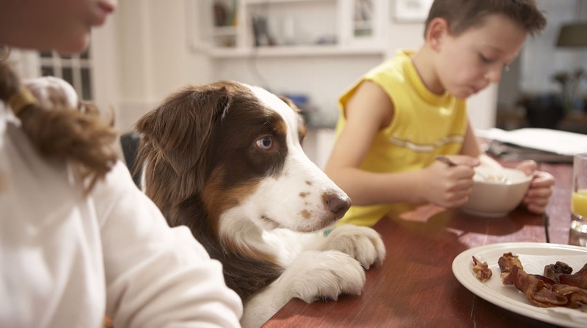 Köpekler Hakkında