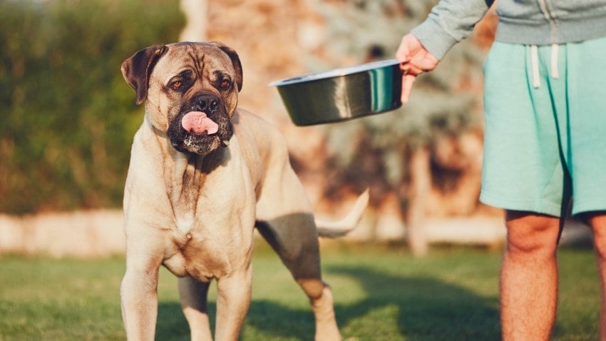 köpekleri beslerken