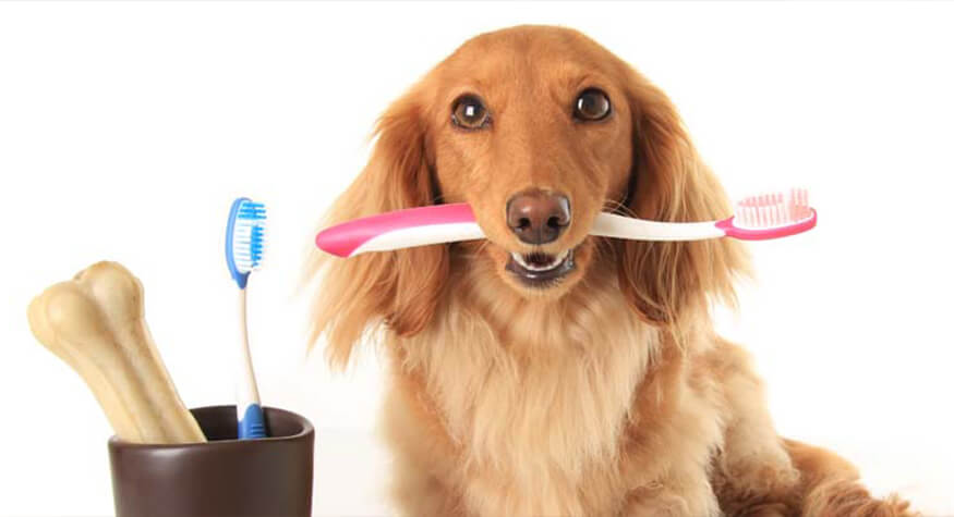 Köpeklerde Diş Bakımı