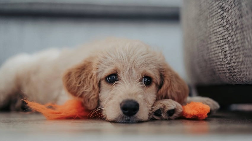 Kanlı ishalli köpek