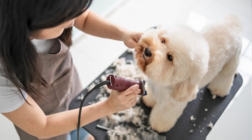 köpekler