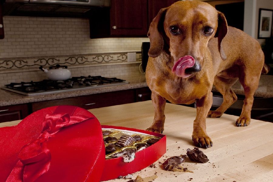 Köpeklere Çikolata Verilir Mi?