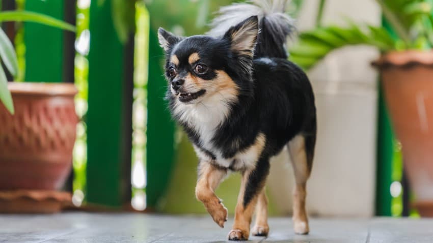 Küçük Irk Köpekler