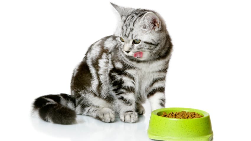 yavru kedi maması