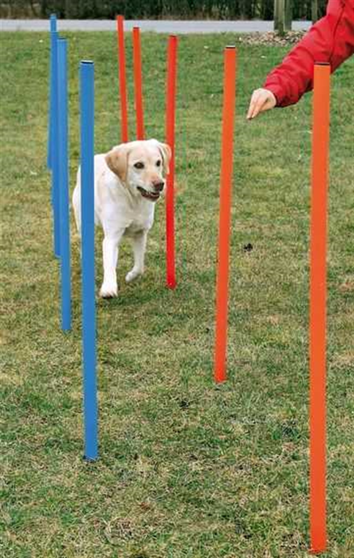 Trixie Agility Köpek Eğitim Direkleri 12 Adet 115 Cm