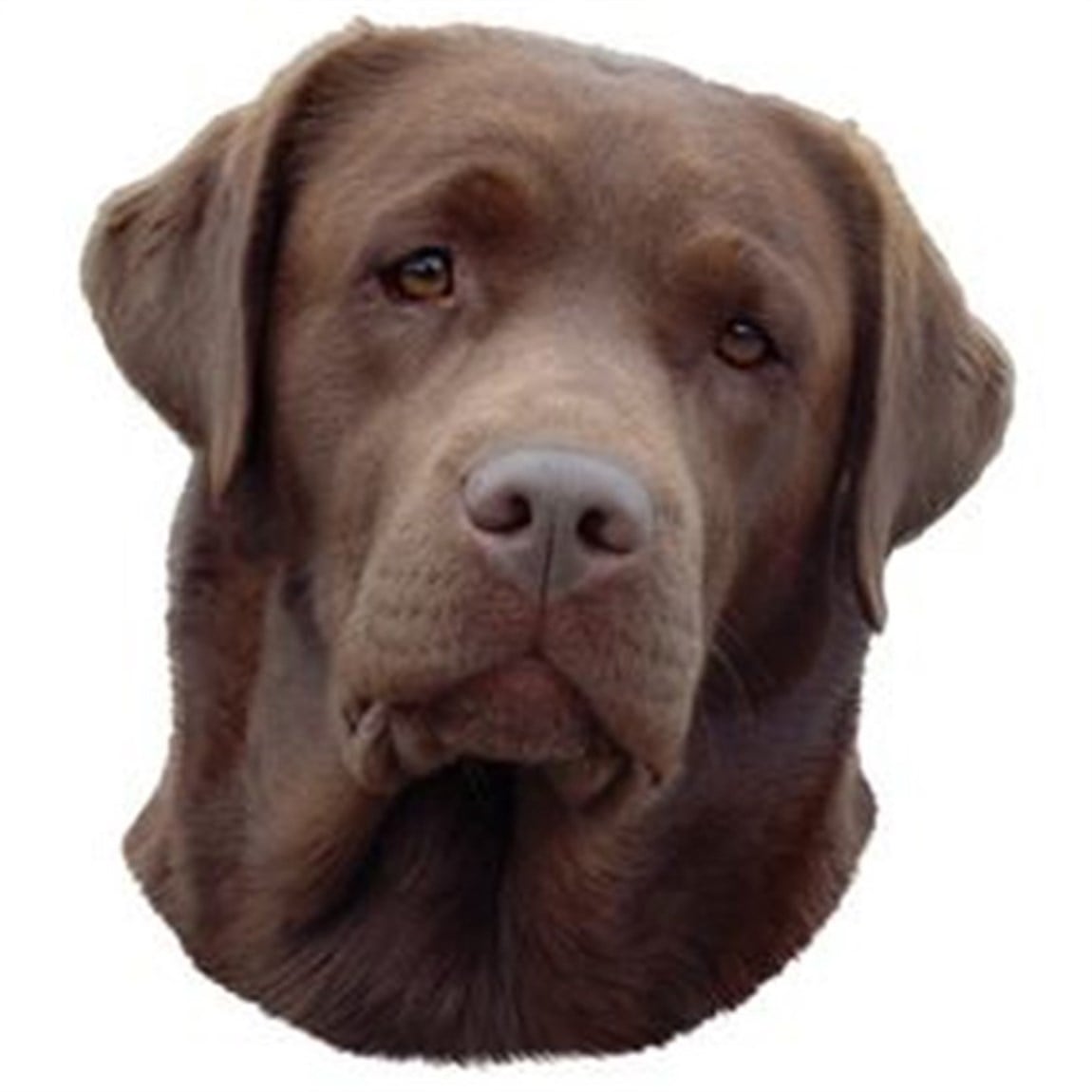 Trixie Labrador Yapışkanlı Sticker 19,5 cm