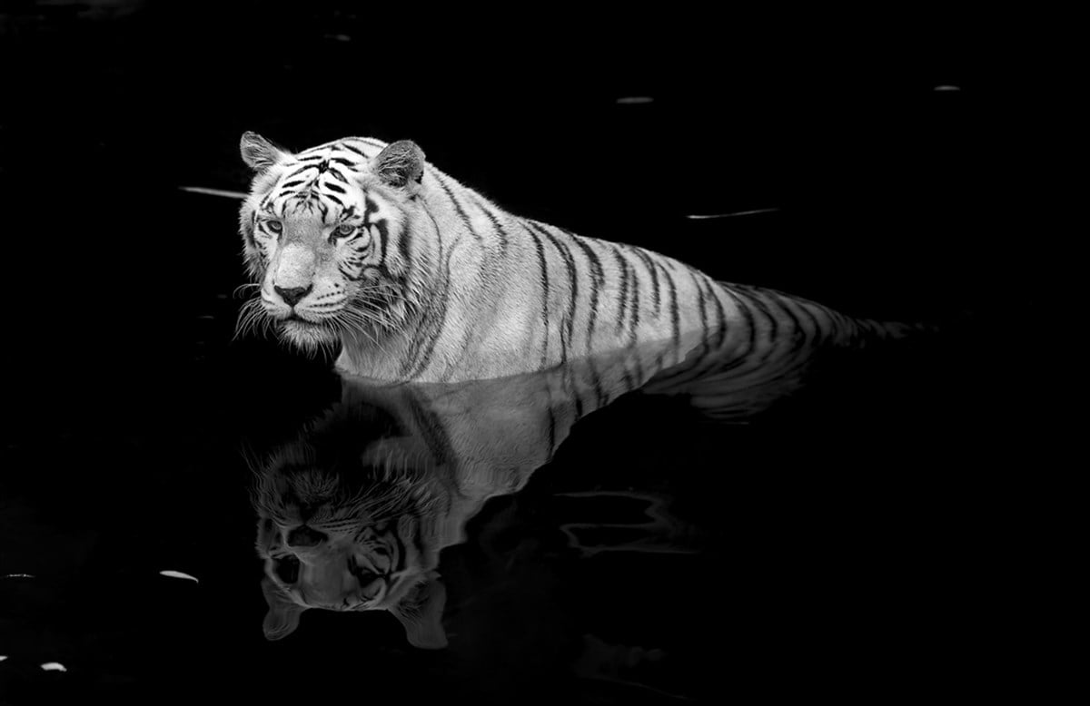 Karanlık Sulardaki Kaplan - Kanvas Tablo