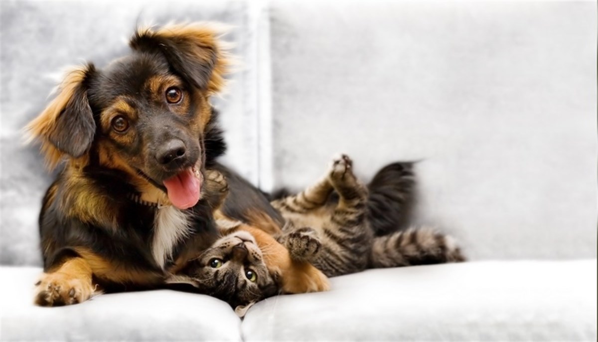 Kedi Köpek Dostluğu - Kanvas Tablo