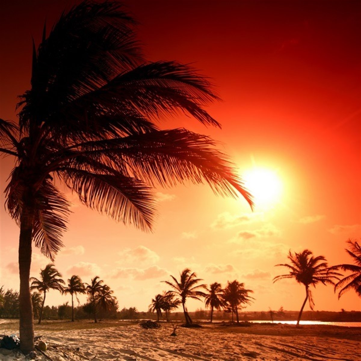 Palmiye Ağaçları - Kanvas Tablo