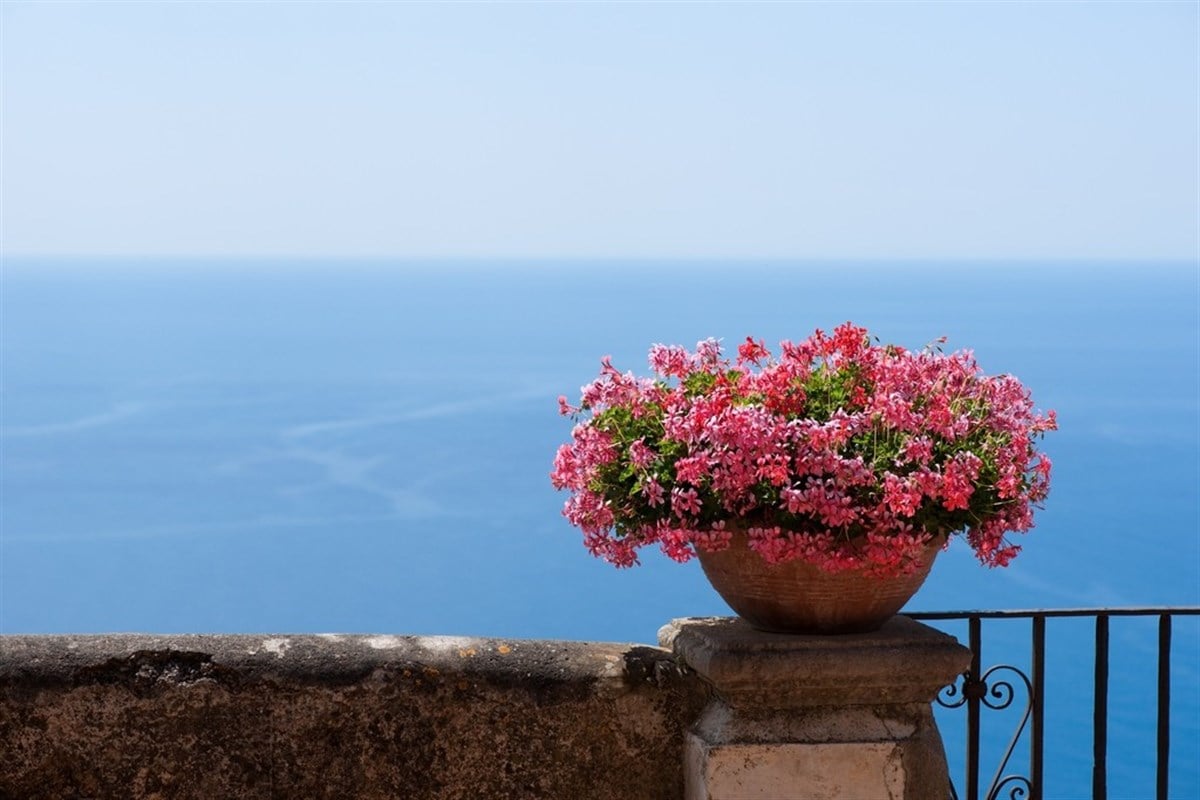 Pembe Saksı Çiçeği - Kanvas Tablo