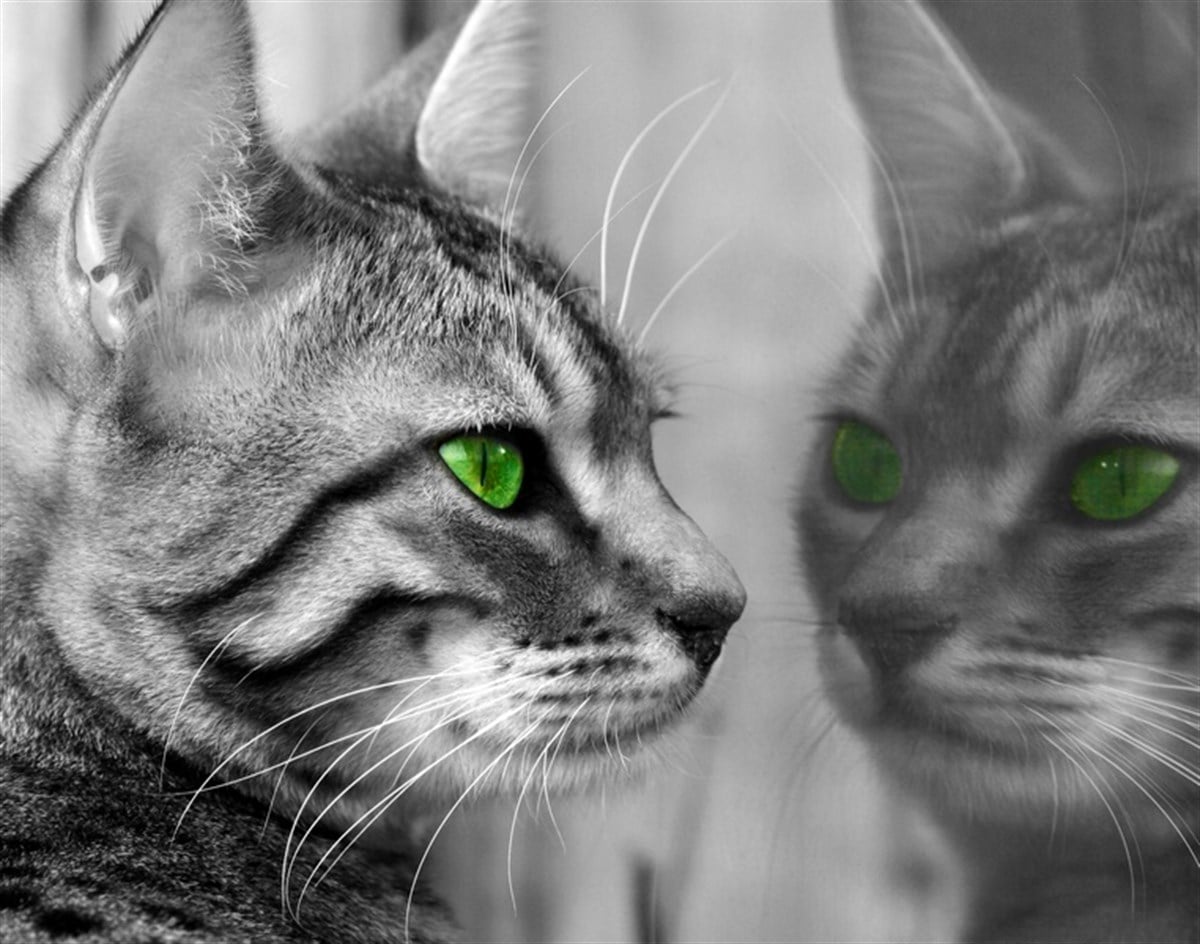 Yeşil Gözlü Kedi - Kanvas Tablo