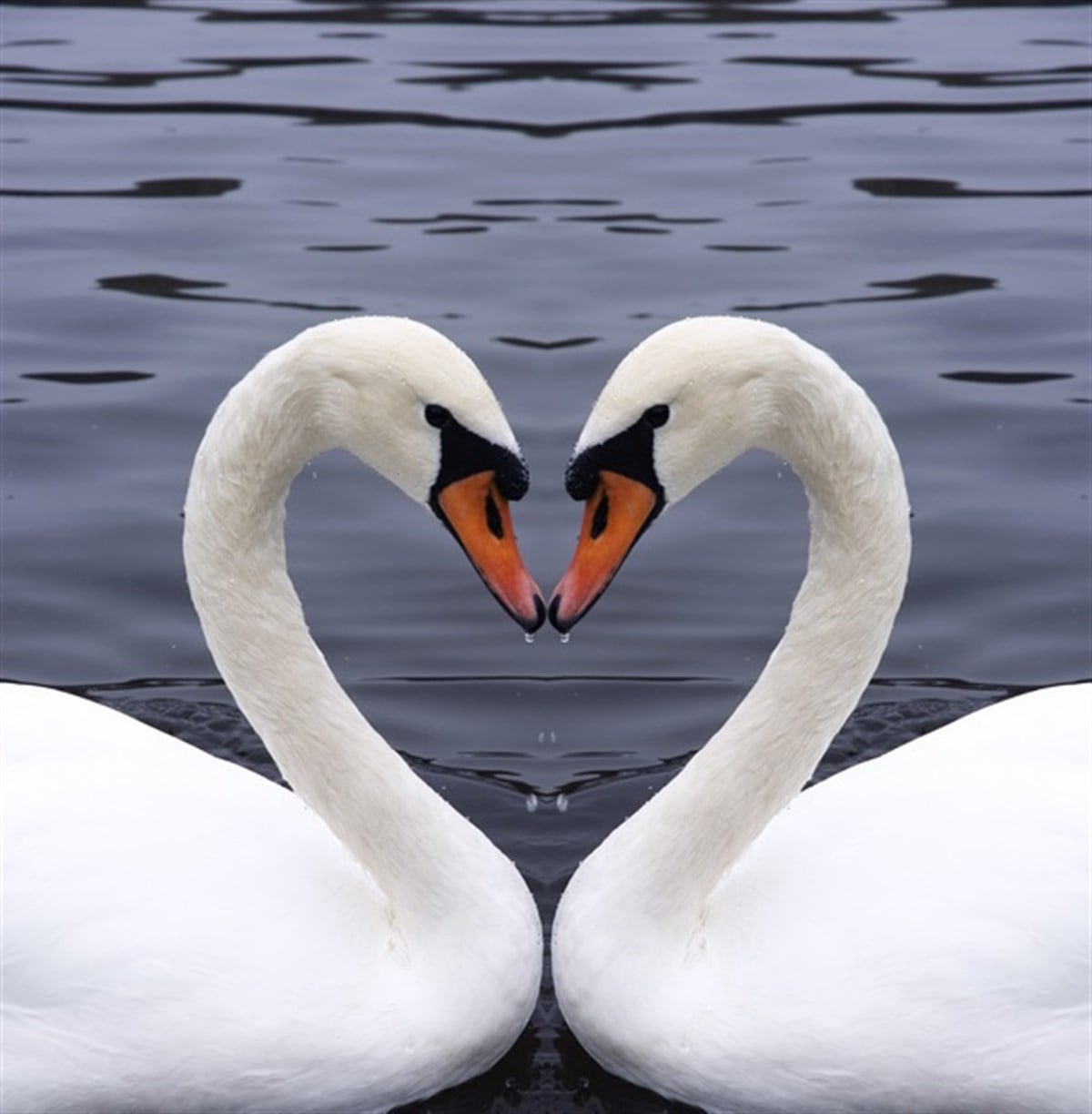 Aşık Kuğular - Kanvas Tablo