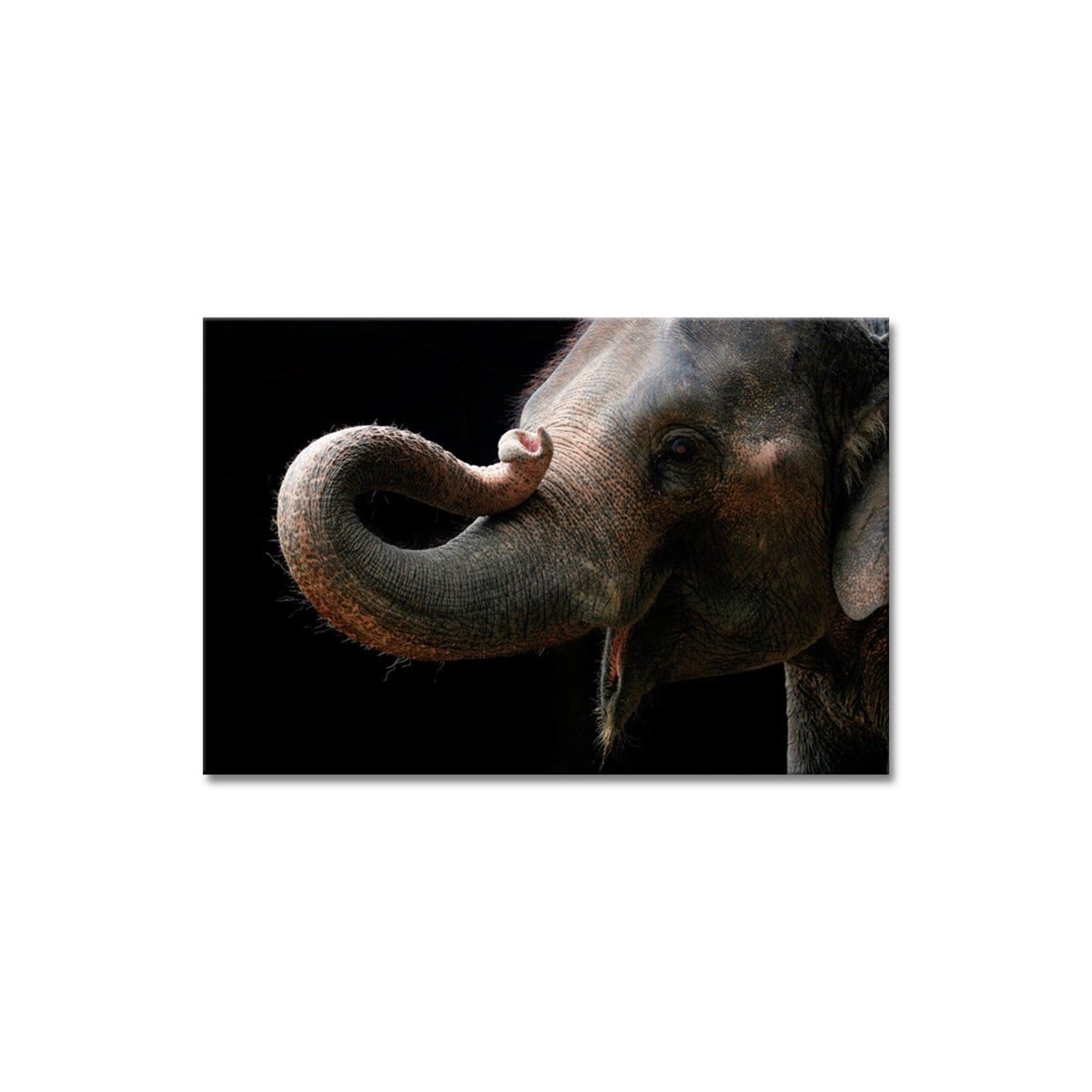 Elephant - Büyük Boy Kanvas TabloBüyük Boy Kanvas TablolarTablolife.com