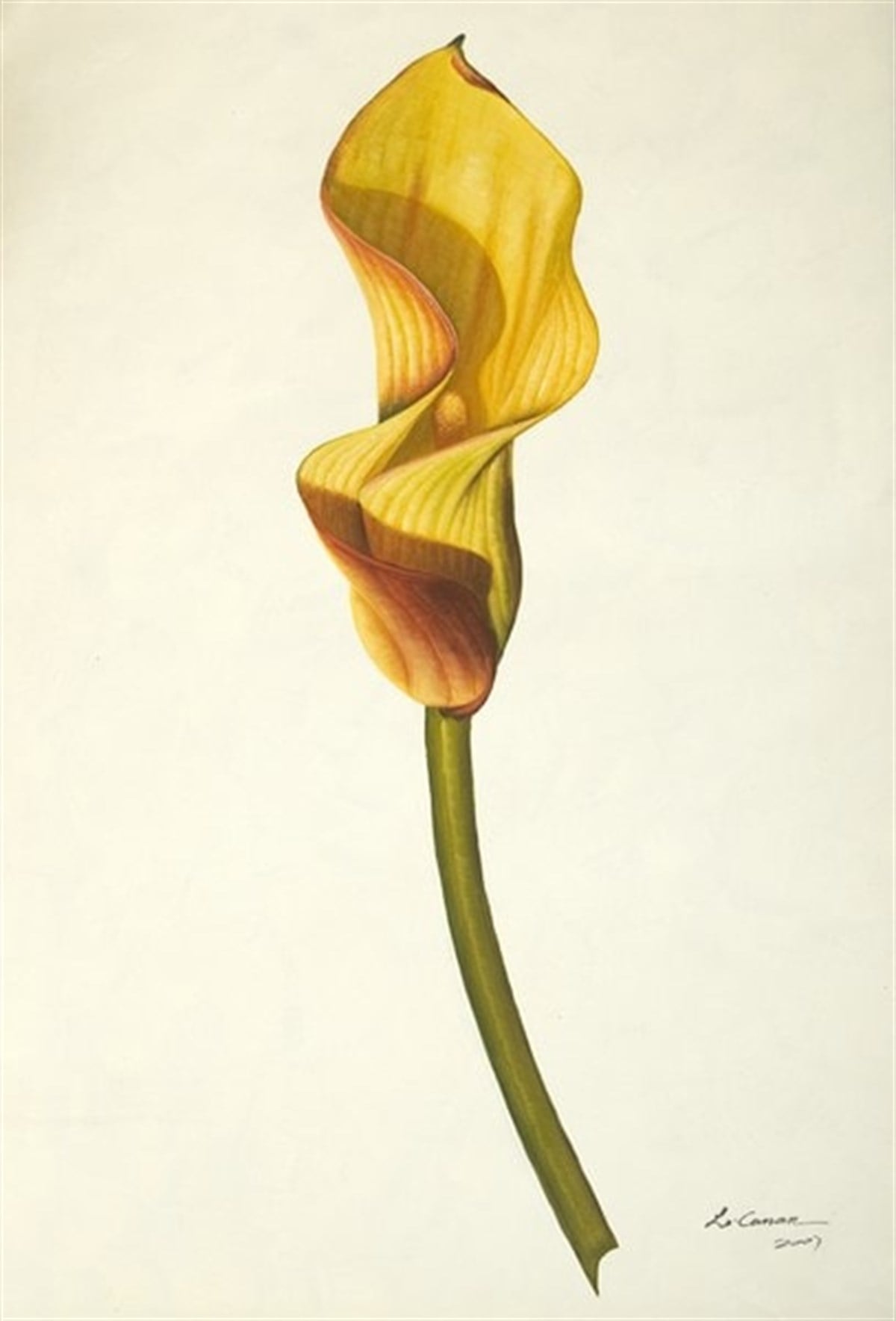 Hindistan Şalgamı - Kanvas Tablo