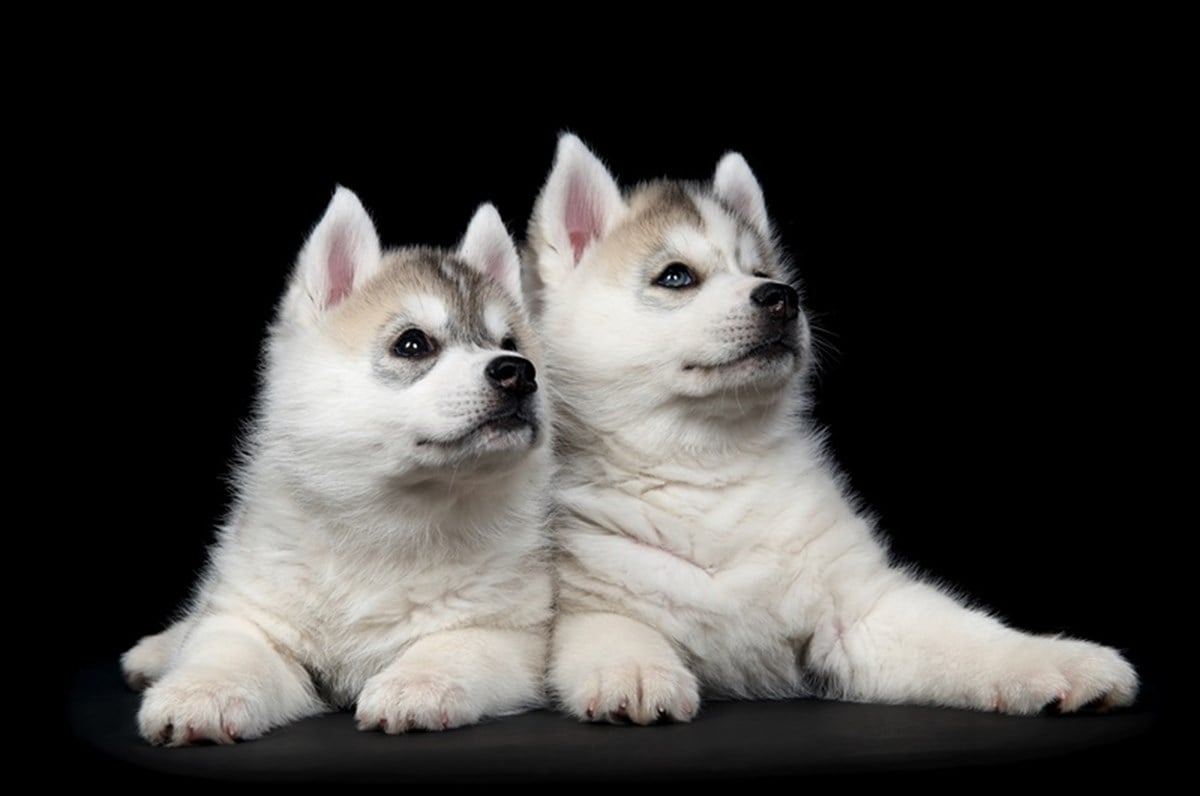 İkiz Köpek Yavruları - Kanvas Tablo
