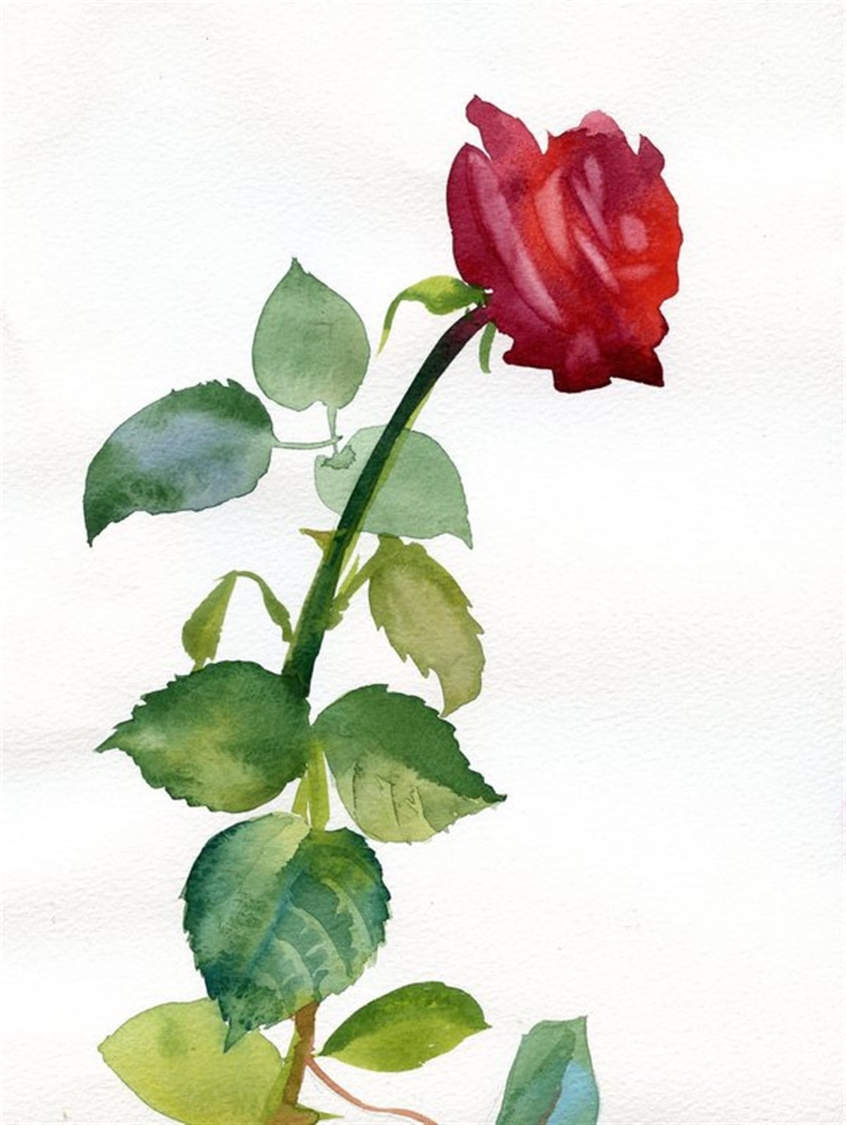 Kırmızı Gül - Kanvas Tablo