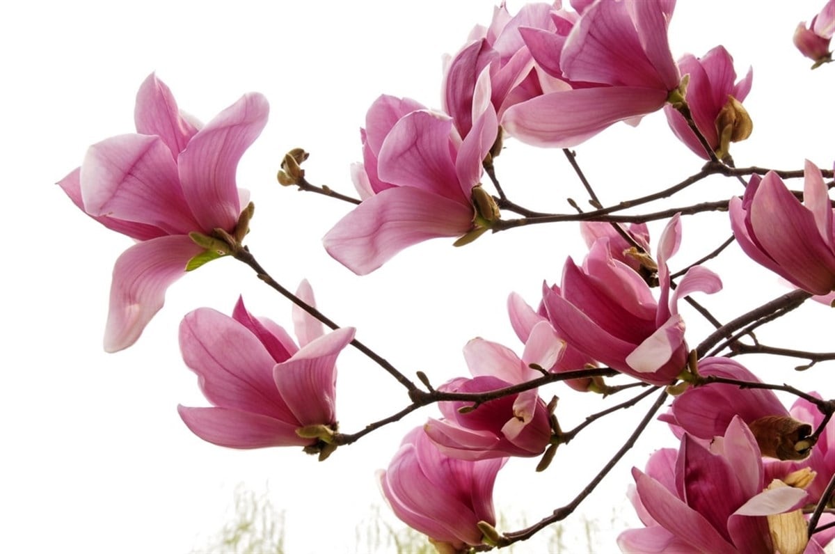 Manolya - Kanvas Tablo