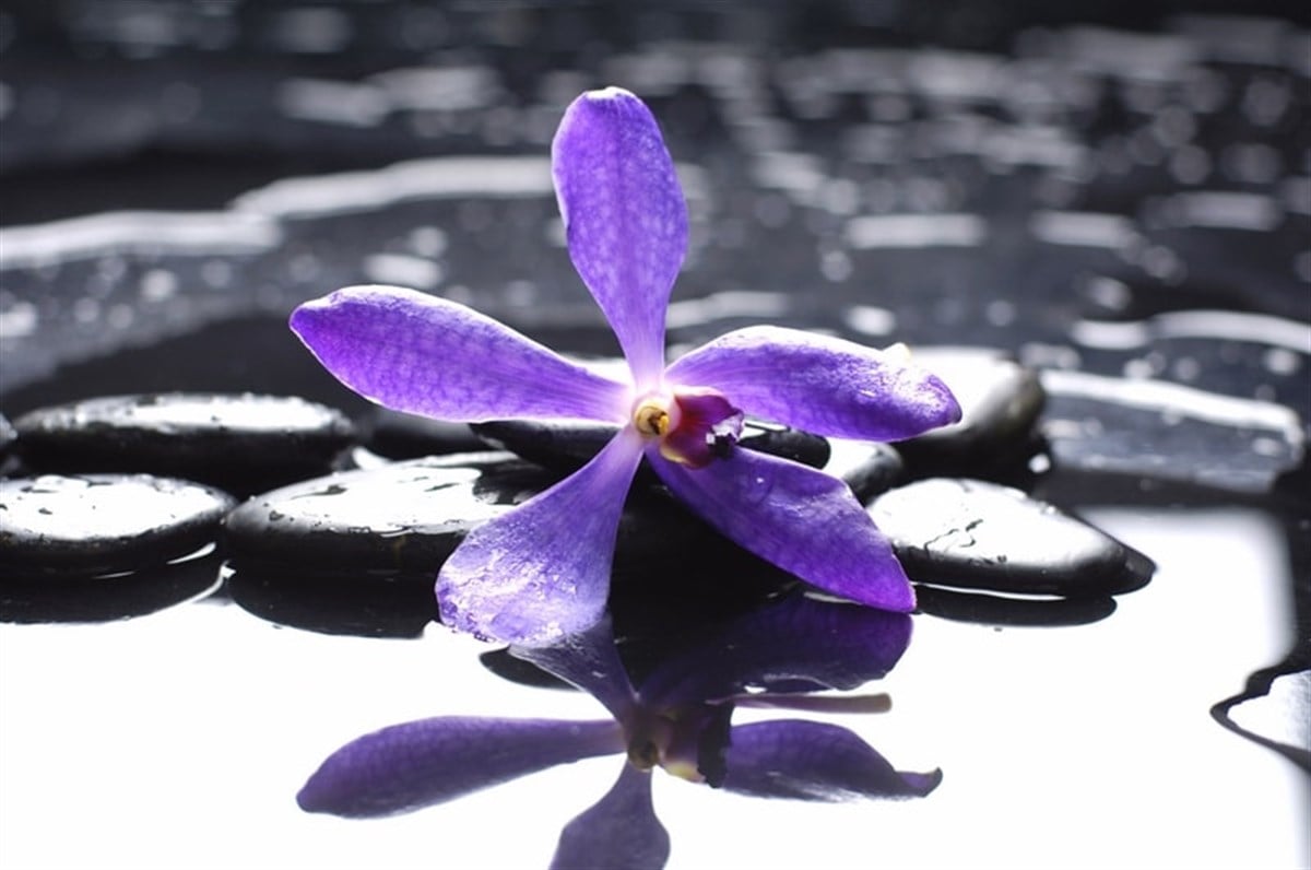 Mor Menekşe - Kanvas Tablo