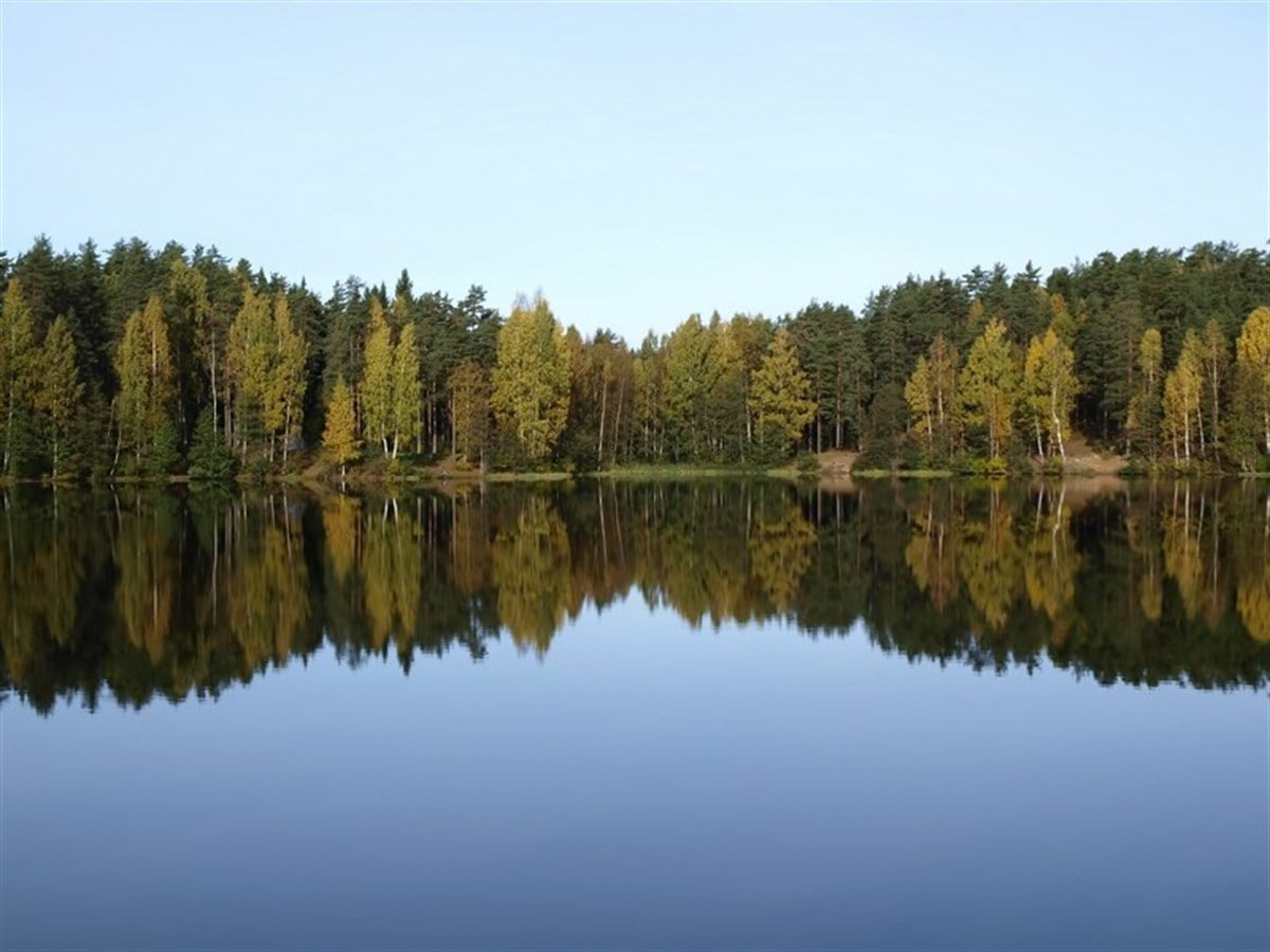 Orman ve Göl - Kanvas Tablo