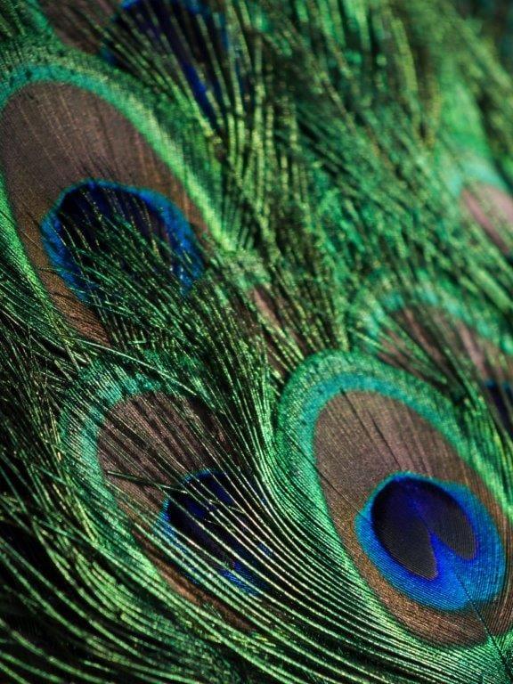 Peacock Tail Kanvas TabloHayvanTablolife