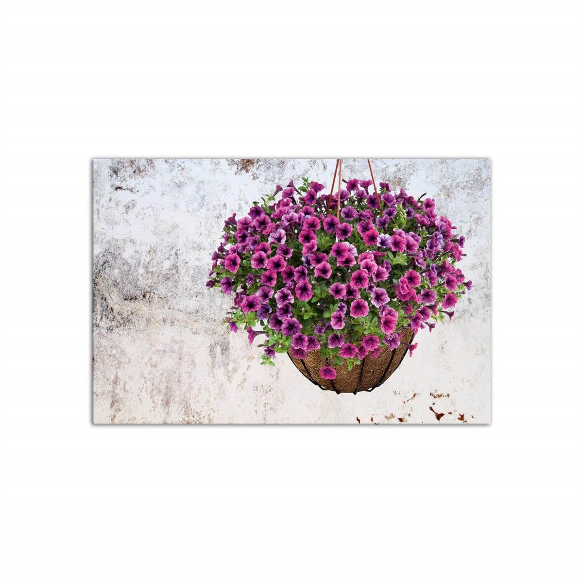Petunya - Büyük Boy Kanvas TabloBüyük Boy Kanvas TablolarTablolife.com