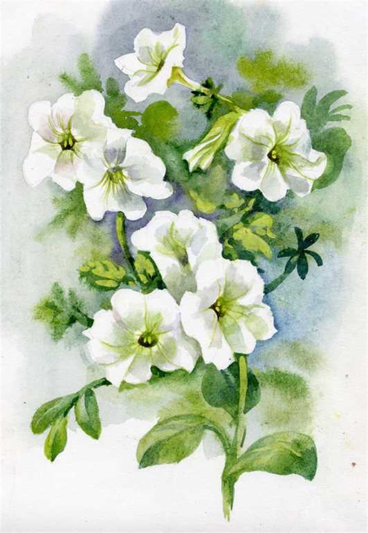 Petunya - Kanvas Tablo