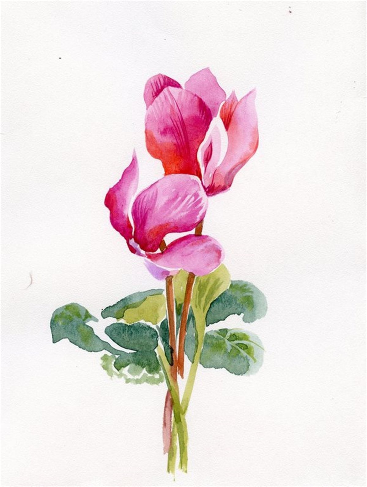 Siklamen - Kanvas Tablo