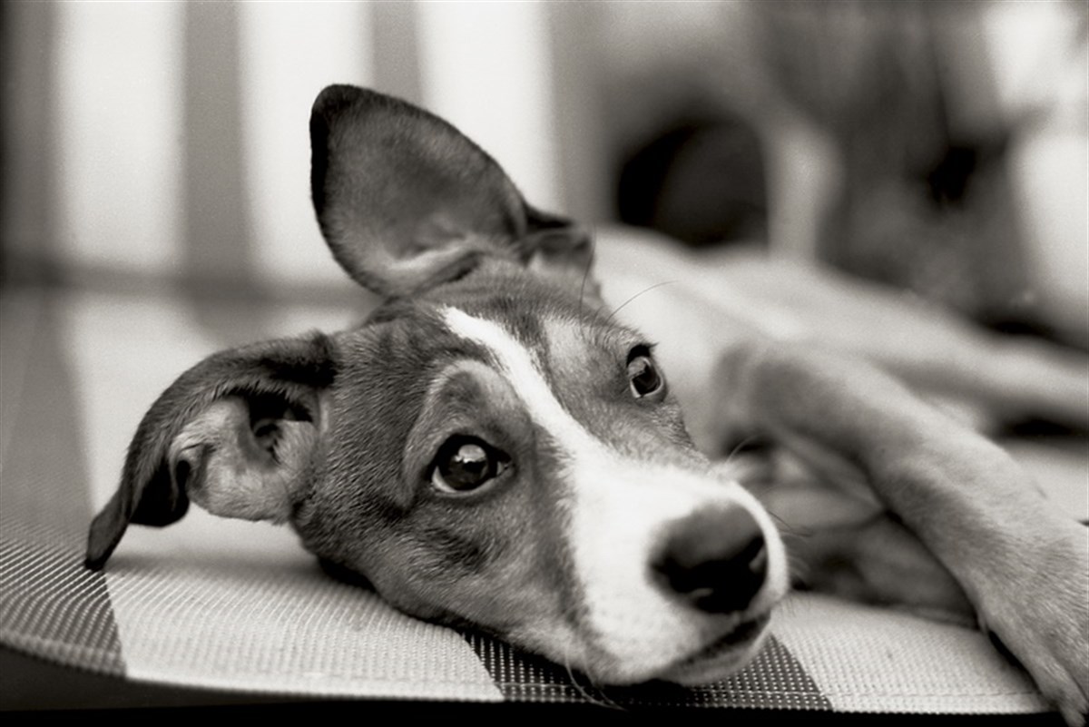 Başlık: Resim•	Siyah Beyaz Chihuahua - Kanvas Tablo ekleniyor...