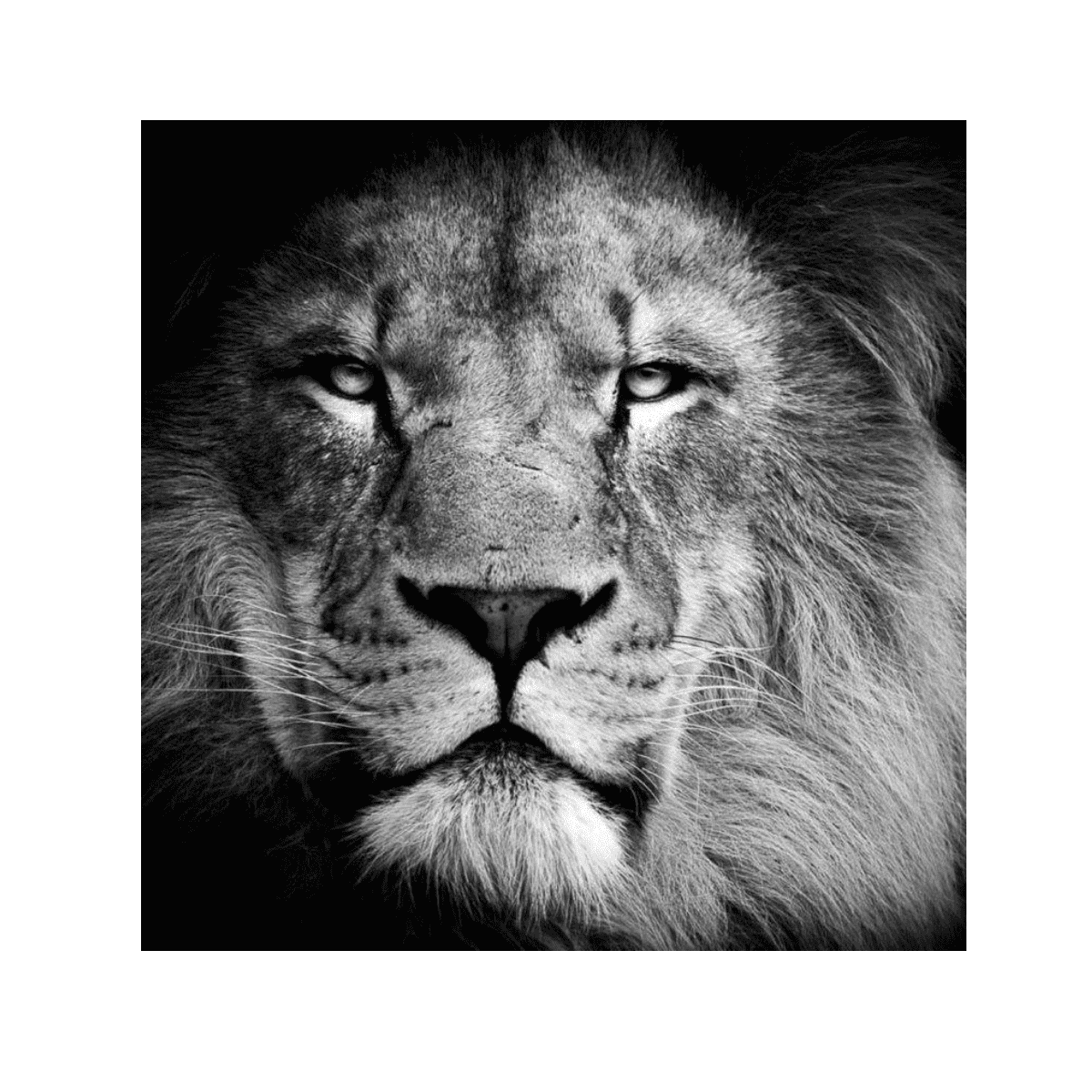 The Lion King Yağlı Boya Dokulu TabloYağlı Boya Dokulu Soyut TablolarTablolife