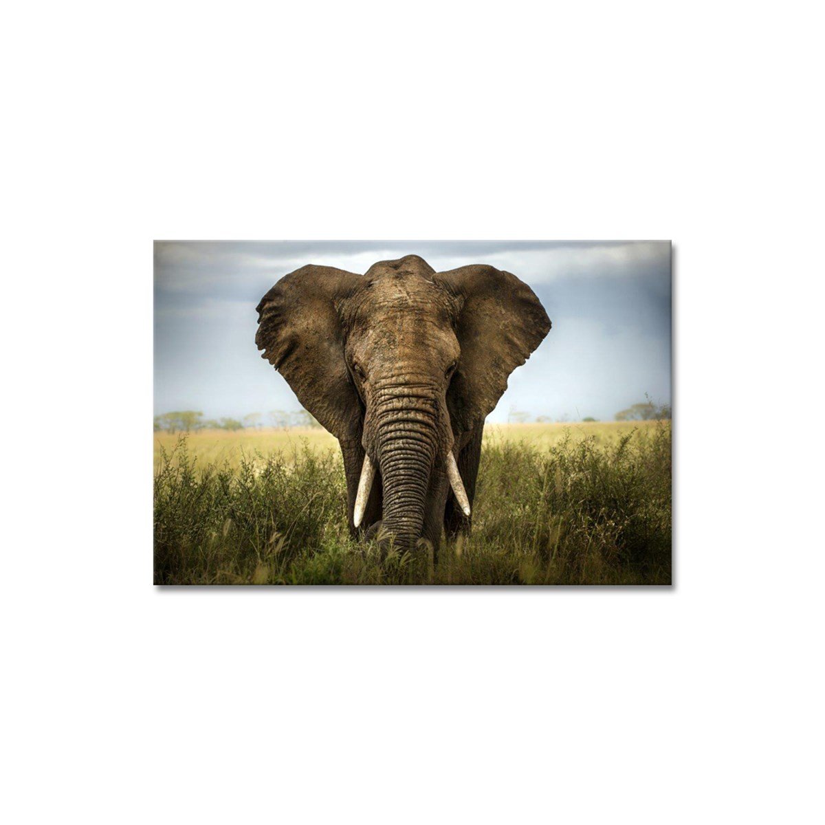 The Old Elephant - Büyük Boy Kanvas TabloBüyük Boy Kanvas TablolarTablolife.com