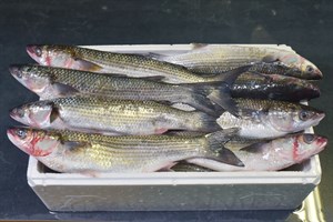 KEFAL KASA 6 KG 
