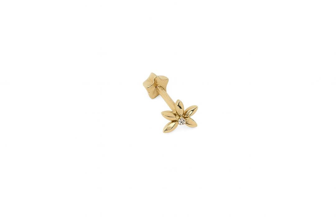 Lotus Tragus