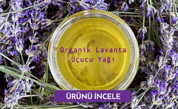 Organik Lavanta Yağı